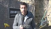 Ritorno allo zoo di Napoli