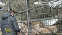 Zoo di Napoli, continua l'inchiesta di Edo Stoppa