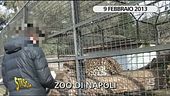Zoo di Napoli, continua l'inchiesta di Edo Stoppa