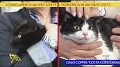 Il ritorno del gatto Tommasino