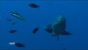 Nel tempio della biodiversità