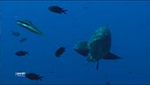 Nel tempio della biodiversità