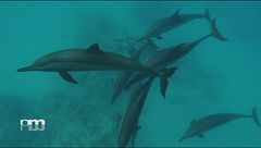 Nuotare con i delfini