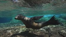 La fauna della Bassa California