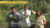 Avvistamento Lemuri