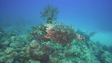 Ep. 41 - Bahamas, il sogno caraibico