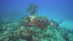 Ep. 41 - Bahamas, il sogno caraibico