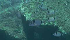 Ep. 62 - I segreti del Mediterraneo