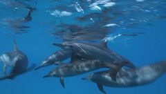 Ep. 65 - F. de Noronha - L'isola delle meraviglie