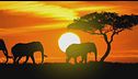 Ep. 67 - Mafia, autentico cuore d'Africa