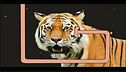 Tracce di tigre