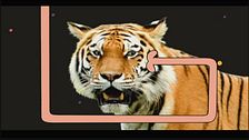 Tracce di tigre