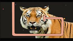 Tracce di tigre
