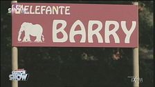 L'elefante Barry