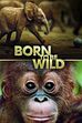 Trailer - Born to be wild