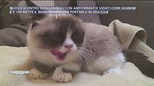 Animali milionari