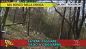 Nel bosco della droga