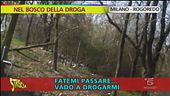Nel bosco della droga