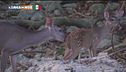 Un amore di gatto