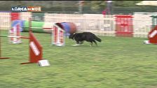 L'educa-cani