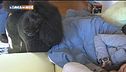 Clinica veterinaria Mypetclinic