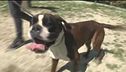 Il Can-piello: "Tale cane tale padrone"