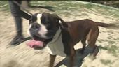 Boxer di strada