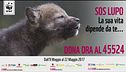 SOS Lupo