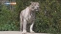 Allo zoo di Napoli con la App