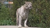 Allo zoo di Napoli con la App