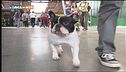 L'Educac-cani
