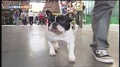 L'Educac-cani