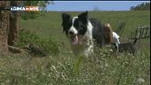 Il Border Collie