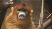 Versi animaleschi