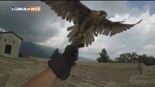 La falconeria federiciana