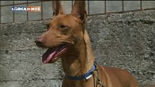 Il cirneco dell'Etna