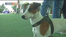 Il Jack Russel