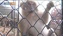 Il gorilla di montagna