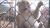 Il gorilla di montagna