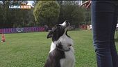 Educa-cani