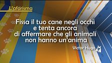 Aforisti-cane