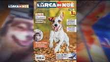 Il can-piello