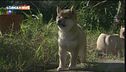 Un cane del Sol levante