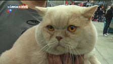 SuperCat Show