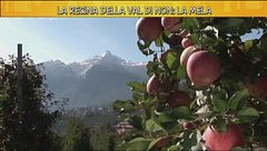 Le mele della Val di Non
