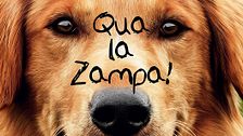 Qua la zampa!