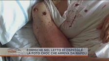 Formiche in corsia