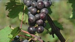 Puntata del 5 novembre