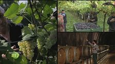 I vigneti di Soave