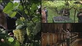 Dove nasce il vino